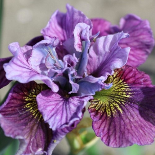 Iris sibirica 'Peacock Butterfly® Mad Hat' - Siberi iiris 'Peacock Butterfly® Mad Hat' C1/1L